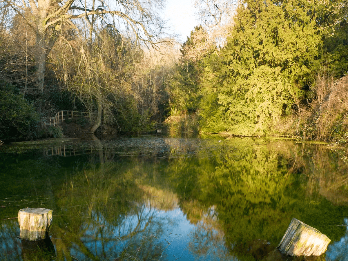 A pool of water surrounded by trees with light reflecting off the water.